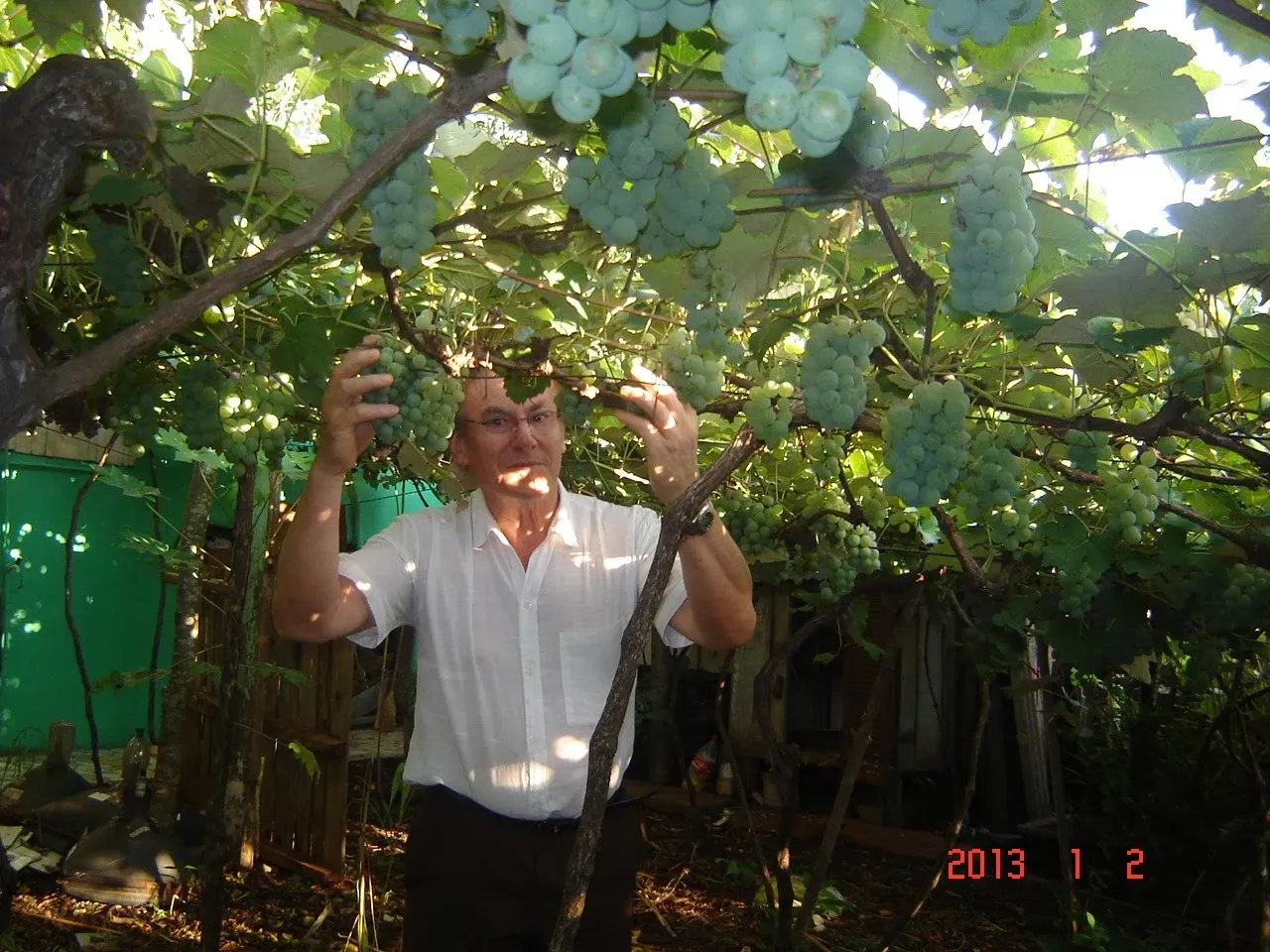Homem de camisa branca e óculos segurando cachos de uvas verdes maduras em um vinhedo ensolarado.