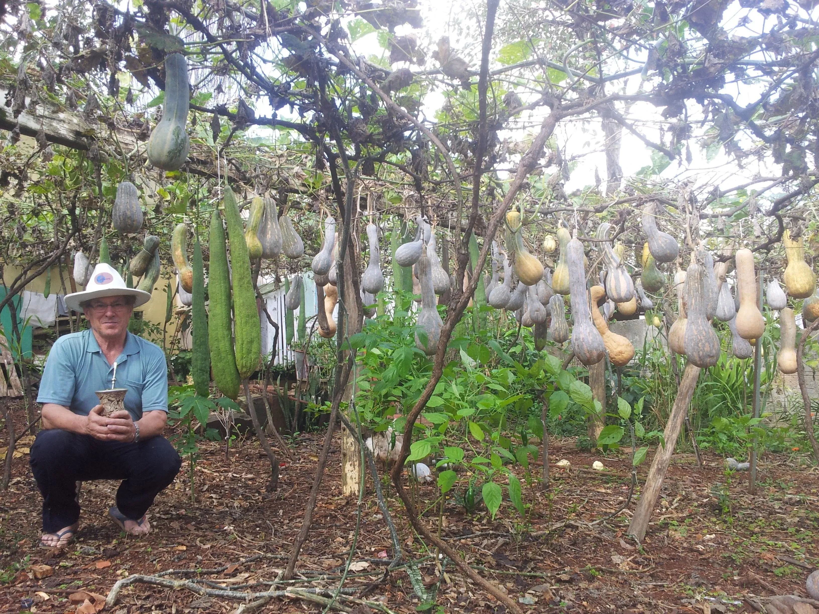 Um homem agachado com um chapéu branco, camisa azul e calças escuras segura uma cabaça de mate em uma plantação de cabaças e abobrinhas penduradas em treliças.