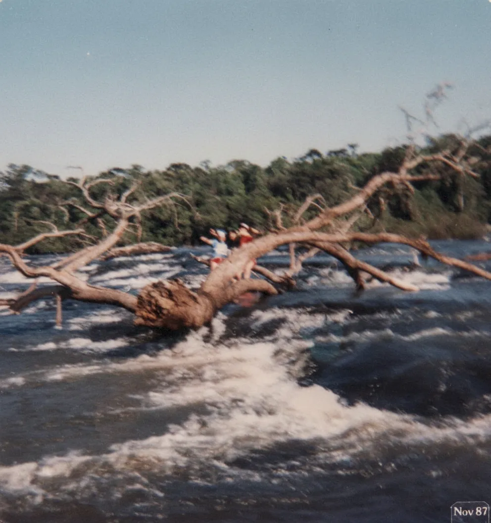 Três pessoas balançam-se em um galho de árvore grande e sem folhas em um rio agitado, com uma floresta densa ao fundo.