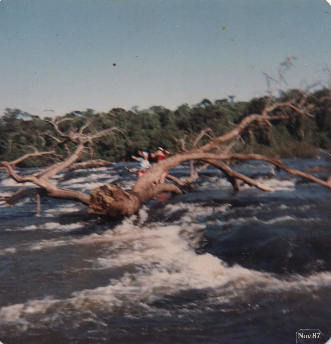 Três pessoas balançam-se em um galho de árvore grande e sem folhas em um rio agitado, com uma floresta densa ao fundo. (Original)