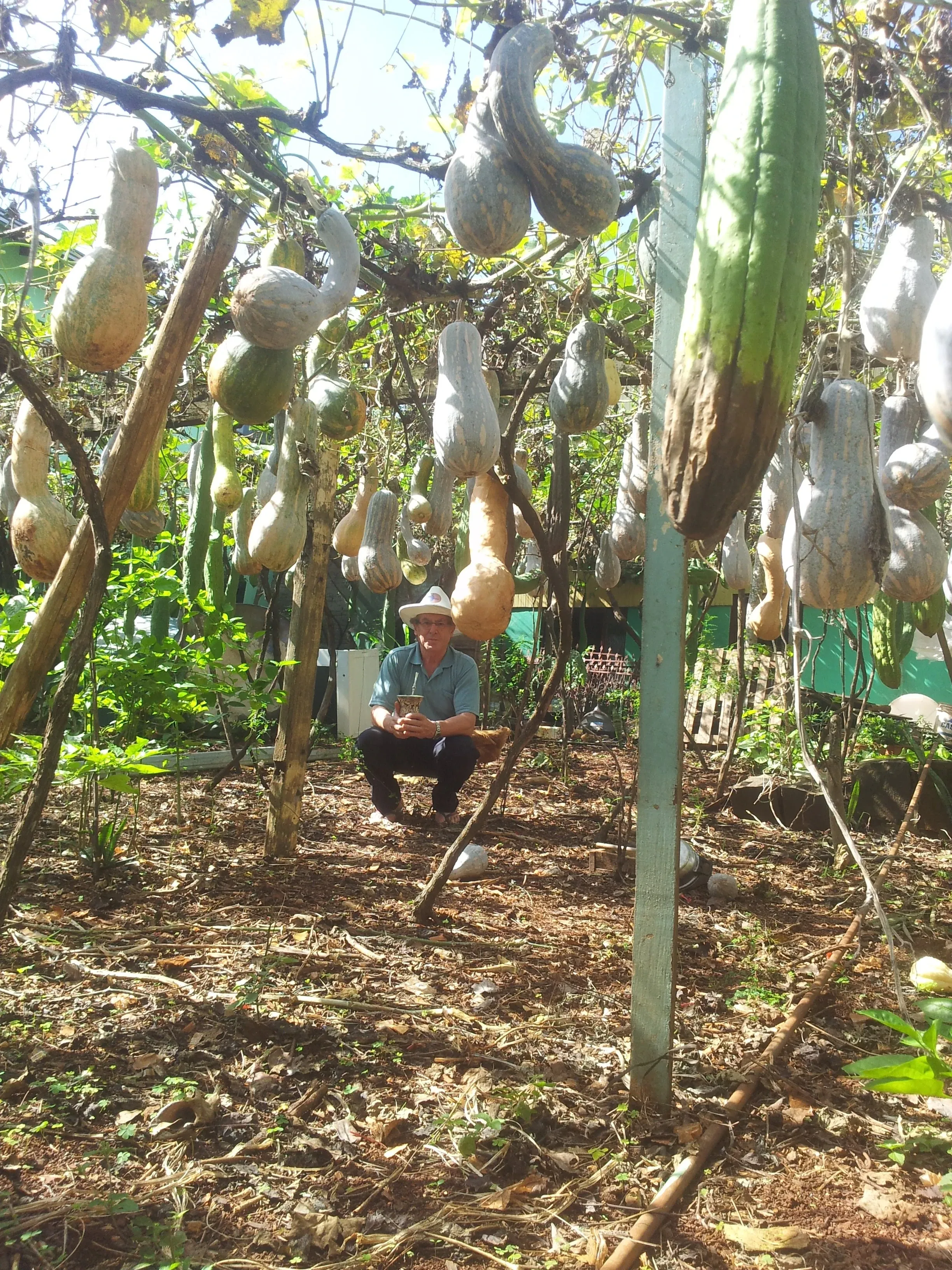 Um homem agachado usando um chapéu e uma camisa azul cercado por cabaças penduradas em uma estrutura de madeira rústica, com vegetação luxuriante e solo coberto de folhas por baixo.