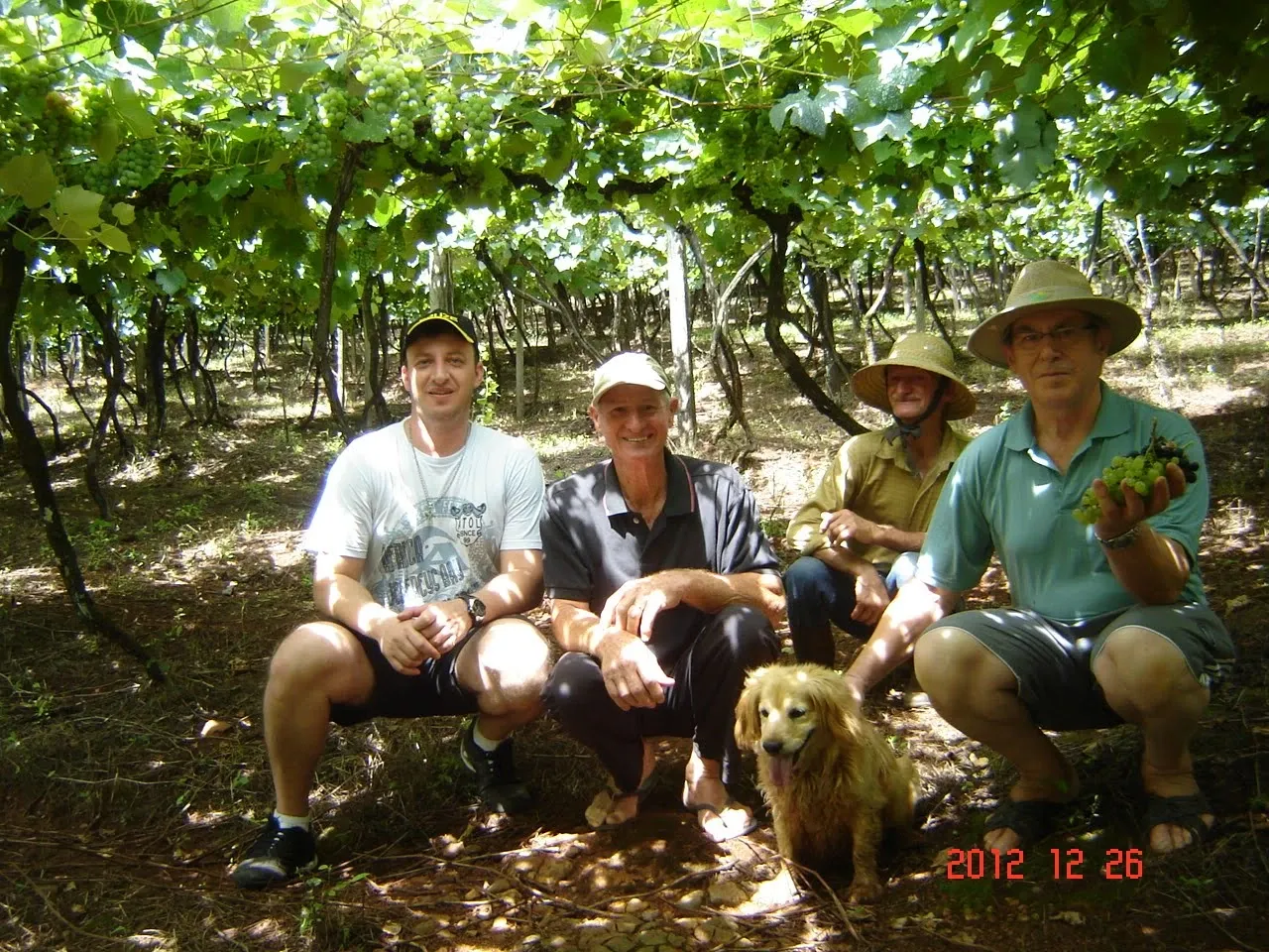 Quatro homens, um segurando um cacho de uvas e outro agachado com um cachorro dourado, posam sob uma treliça de vinha exuberante em um dia ensolarado.