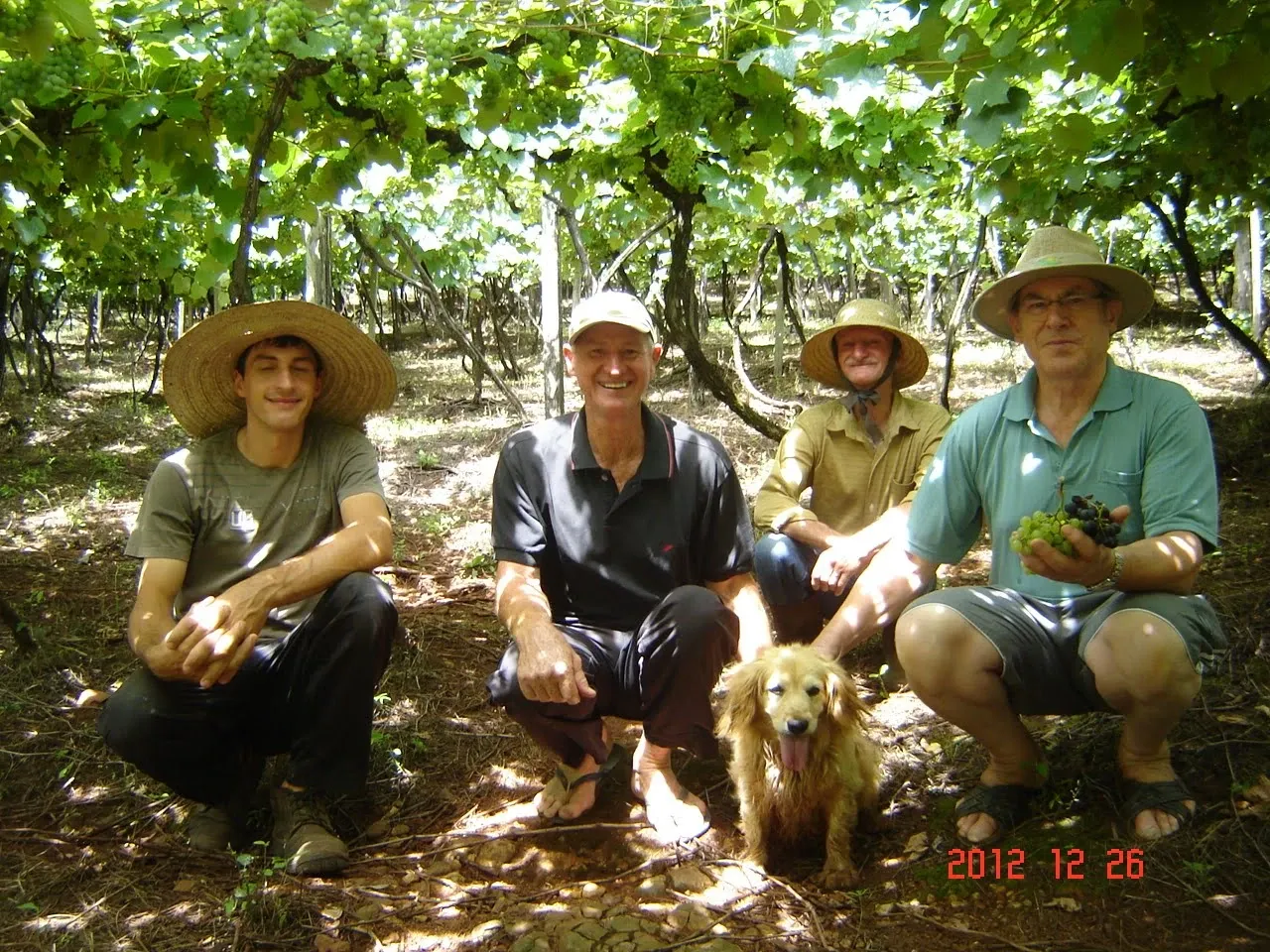 Quatro homens e um cachorro se agacham debaixo de um dossel verde exuberante de videiras, olhando para a frente enquanto a luz do sol brilha sobre eles.